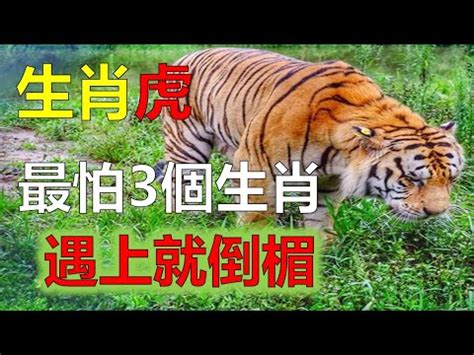 屬虎禁忌原因|属虎都有哪些禁忌的事情